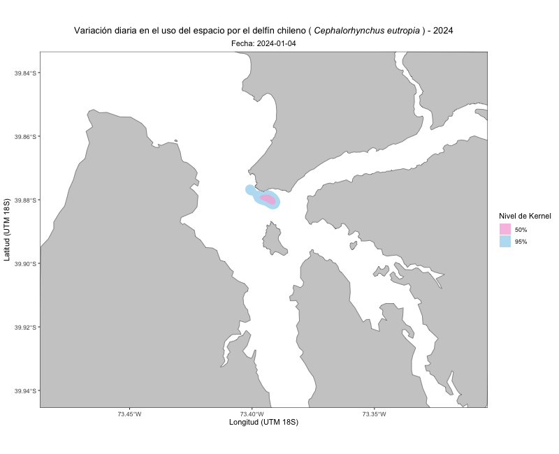 Mapa animado de la variación diaria en el uso del espacio por el delfín chileno en la bahía de Corral en 2024, con áreas de kernel al 50% y 95%.